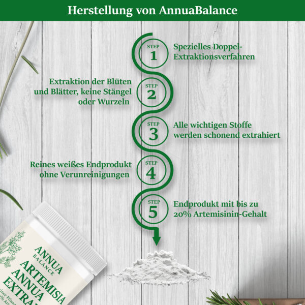 Herstellungsprozess von AnnuaBalance: Doppel-Extraktionsverfahren aus Blüten und Blättern in fünf Schritten bis zum Extrakt mit bis zu 20 % Artemisinin